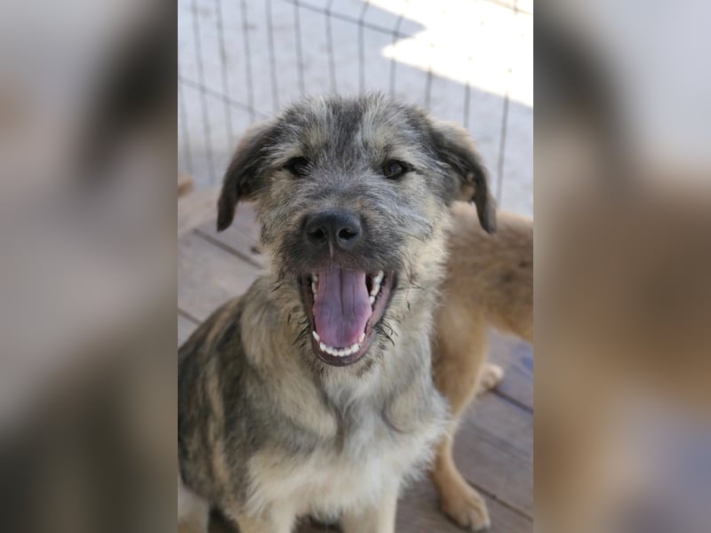 Junghund COOPER sucht seine Herzensmenschen