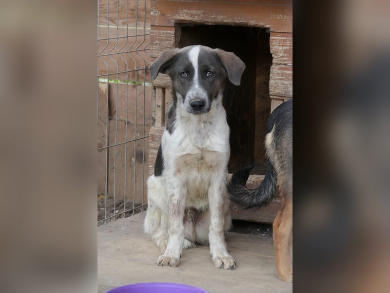 Farley sucht sein Zuhause