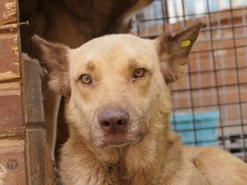 Unser Kumo sucht dringend ein Zuhause