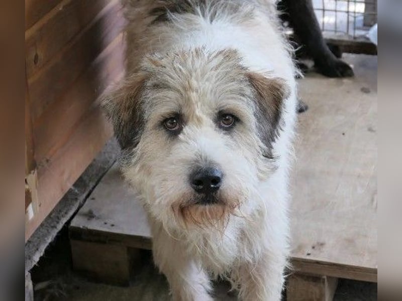 Freundlicher und lieber Fluffy sucht dringend seine Familie