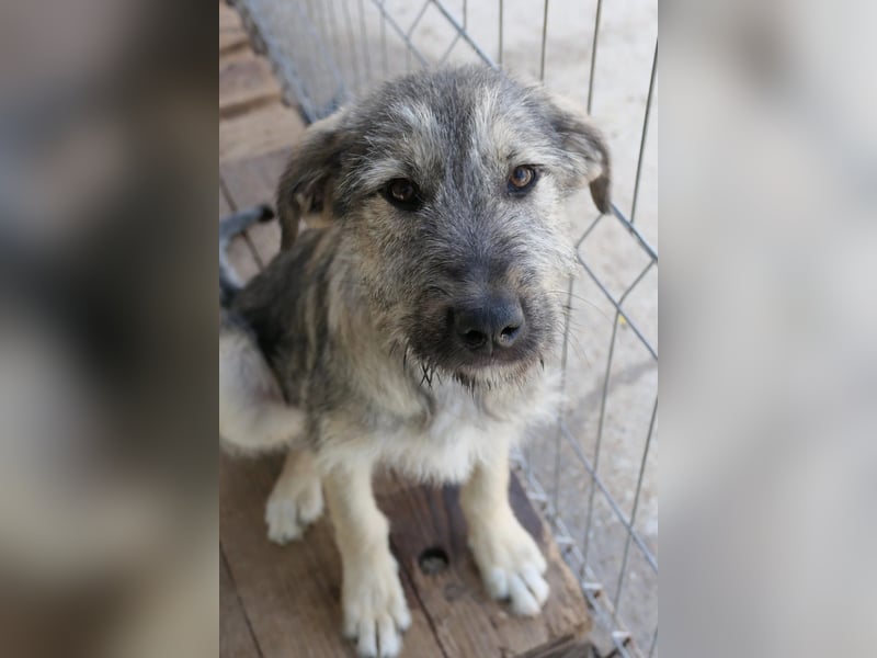 Junghund COOPER sucht seine Herzensmenschen