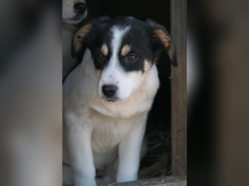 KAAMI - dringend Platz gesucht!