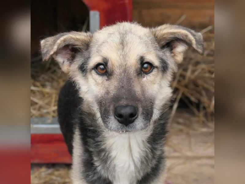 Shiro sucht sein Für-immer Zuhause