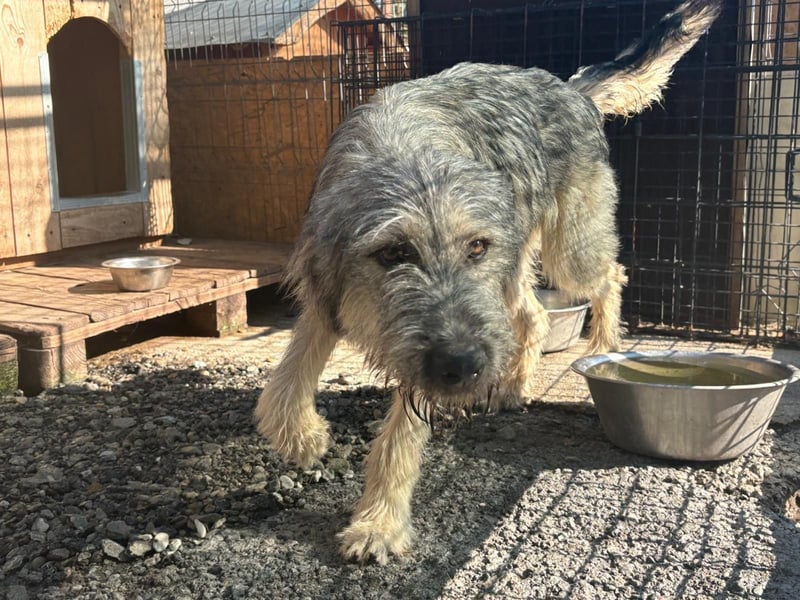 Junghund COOPER sucht seine Herzensmenschen
