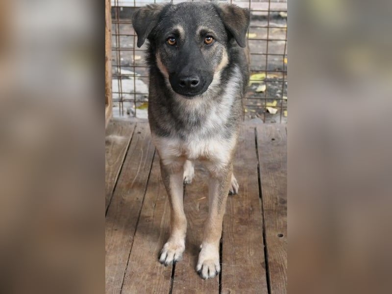 Liebenswerter Tommy sucht seine Familie