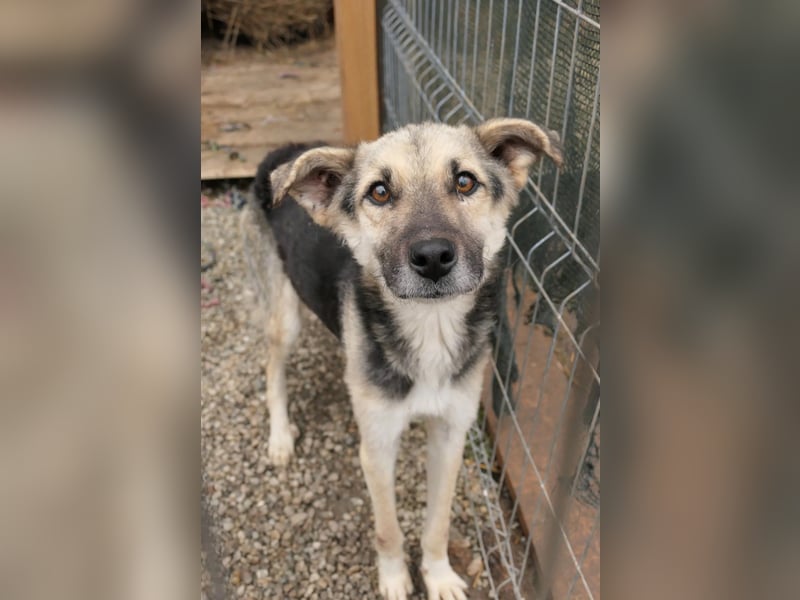 Shiro sucht sein Für-immer Zuhause
