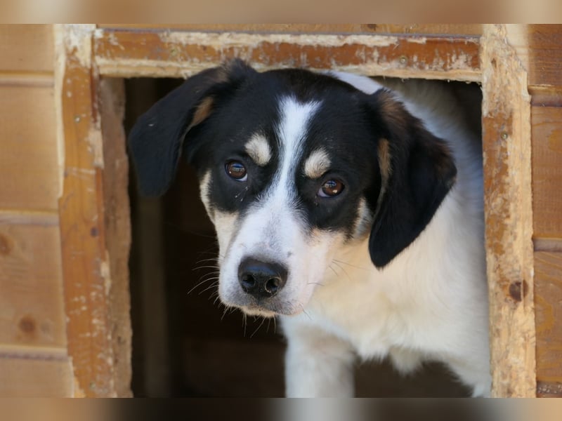 KAAMI sucht dringend liebevolles Zuhause