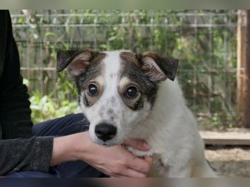 Liebenswerter Joschi sucht dringend seine Menschen