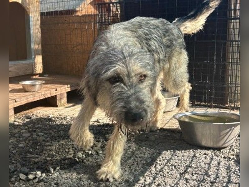 Bezaubernder, menschenbezogener Cooper