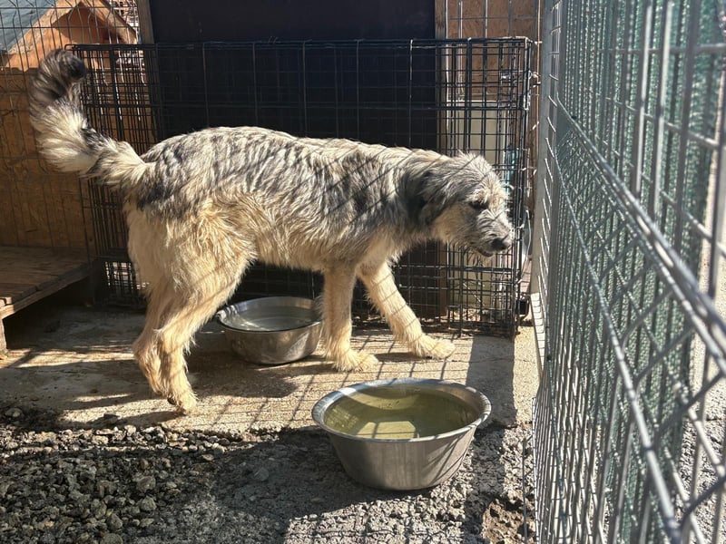 Junghund COOPER sucht seine Herzensmenschen