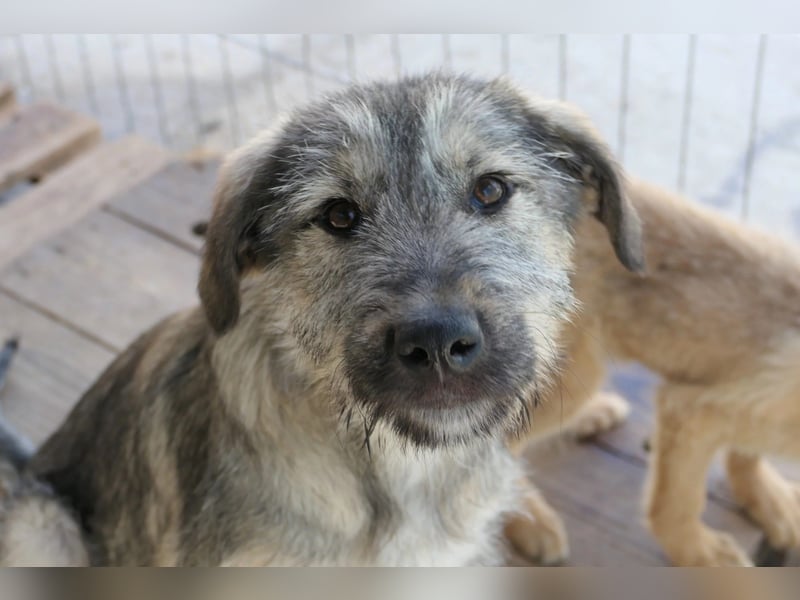 Junghund COOPER sucht seine Herzensmenschen