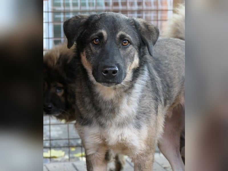 Liebenswerter Tommy sucht seine Familie