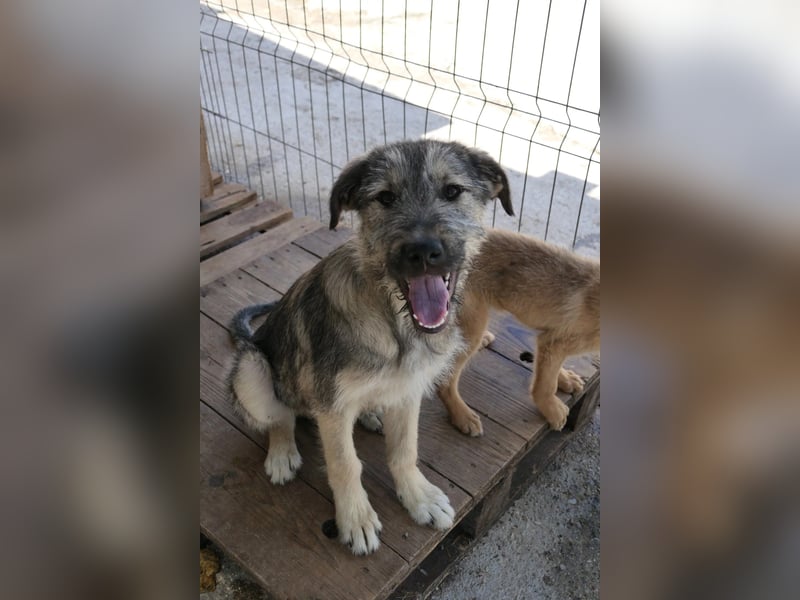 Junghund COOPER sucht seine Herzensmenschen