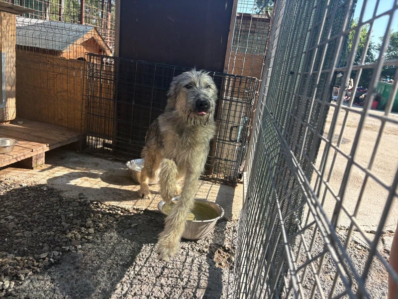 Junghund COOPER sucht seine Herzensmenschen