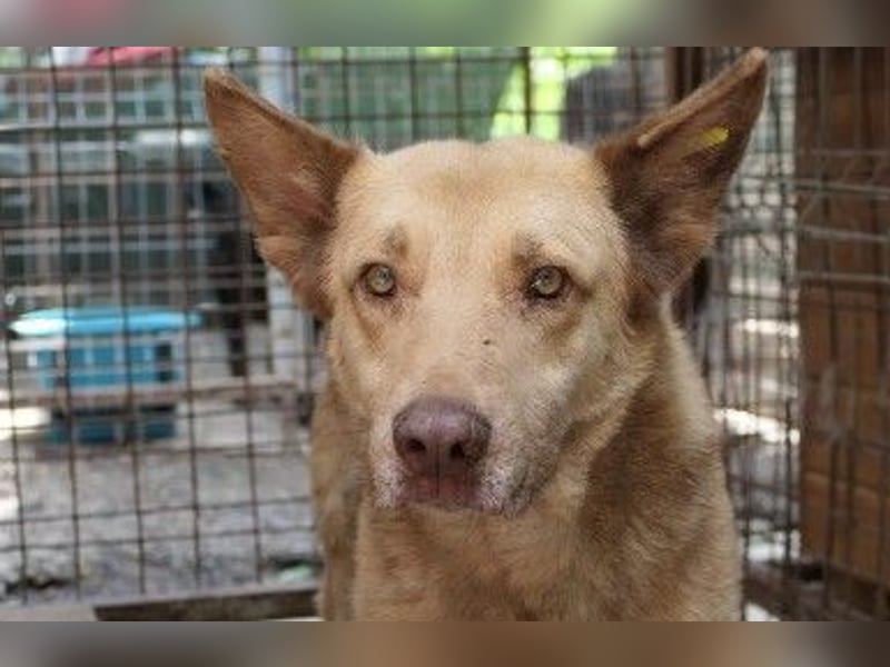 Unser Kumo sucht dringend ein Zuhause
