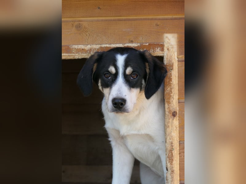 KAAMI - dringend Platz gesucht!