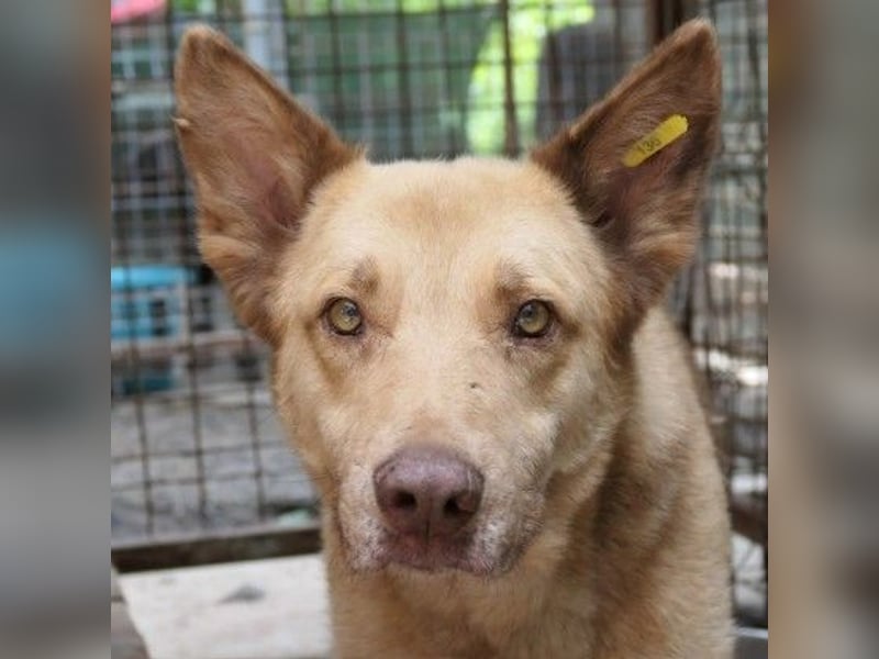 Unser Kumo sucht dringend ein Zuhause