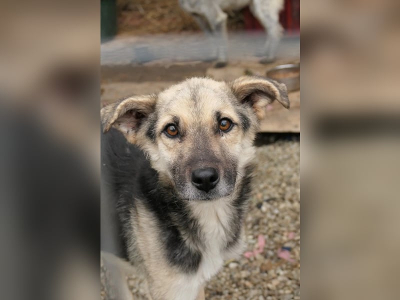 Shiro sucht sein Für-immer Zuhause