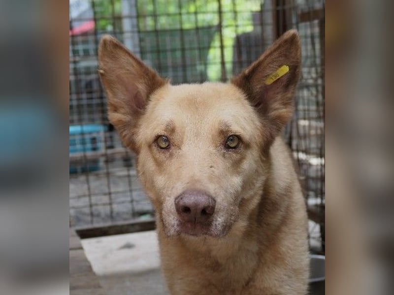 Unser Kumo sucht dringend ein Zuhause