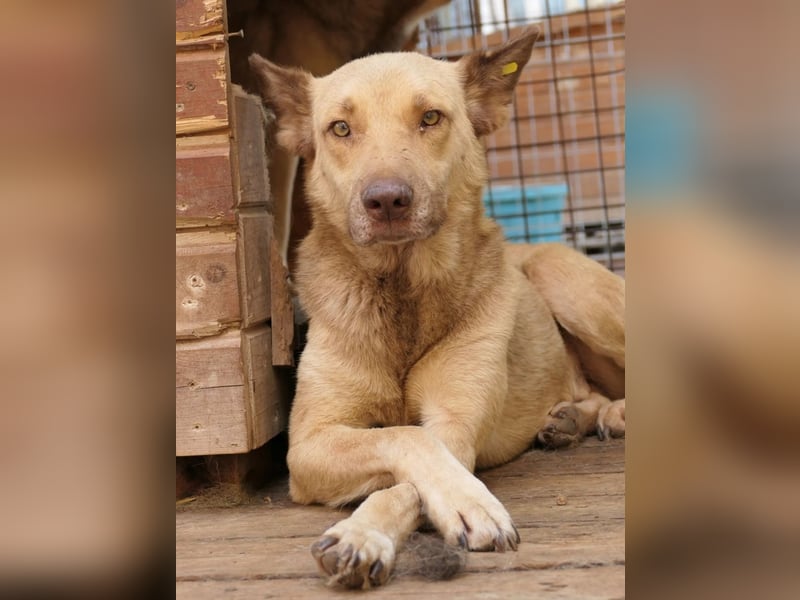 Unser Kumo sucht dringend ein Zuhause
