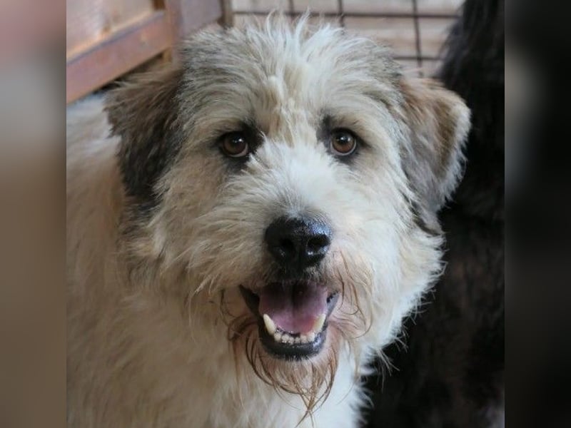 Freundlicher und lieber Fluffy sucht dringend seine Familie
