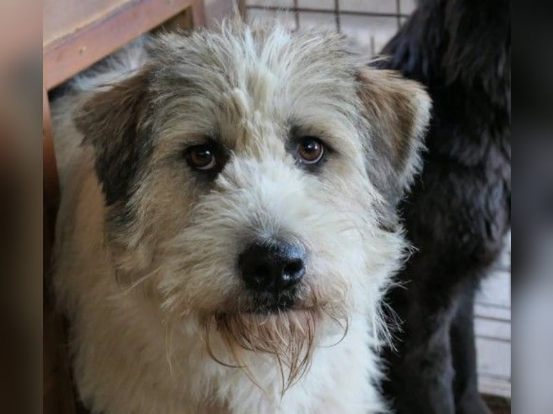 Freundlicher und lieber Fluffy sucht dringend seine Familie