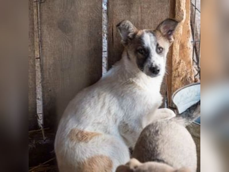 GAMBIT- mehrfach abgehauen vor Tierschützern
