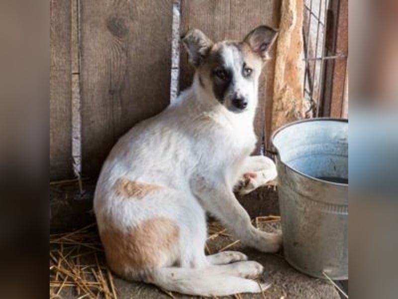 GAMBIT- mehrfach abgehauen vor Tierschützern