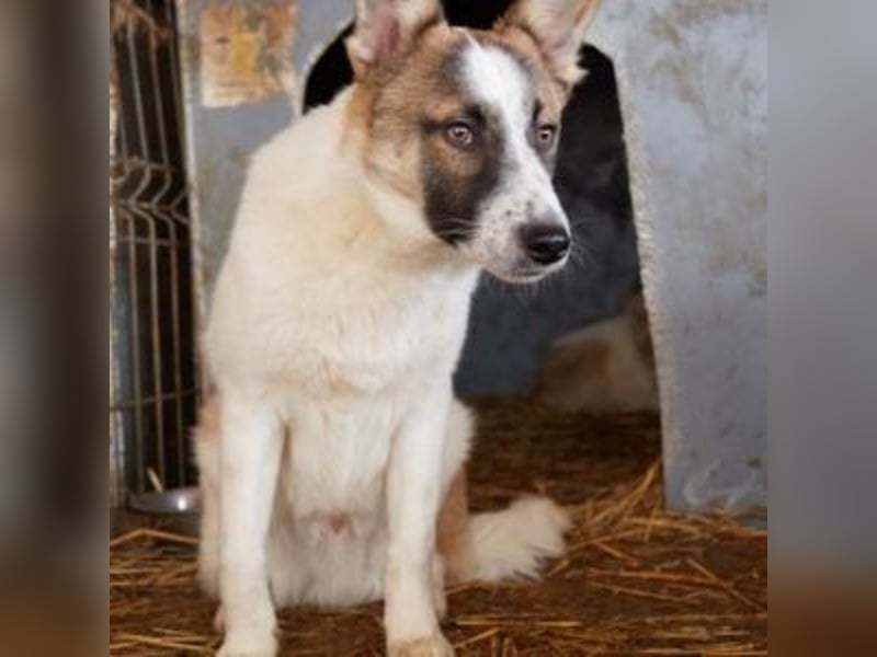 GAMBIT- mehrfach abgehauen vor Tierschützern