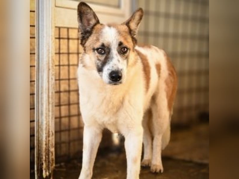GAMBIT- mehrfach abgehauen vor Tierschützern