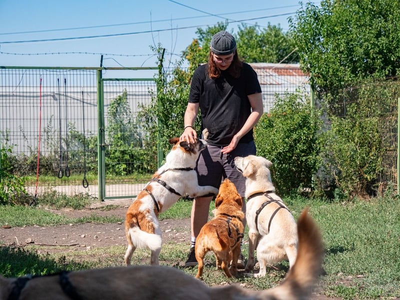 GAMBIT- mehrfach abgehauen vor Tierschützern