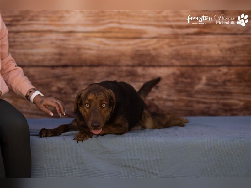 Carlitos ist ein rundum fröhlicher und ausgeglichener Labradormischling ( Handicap)