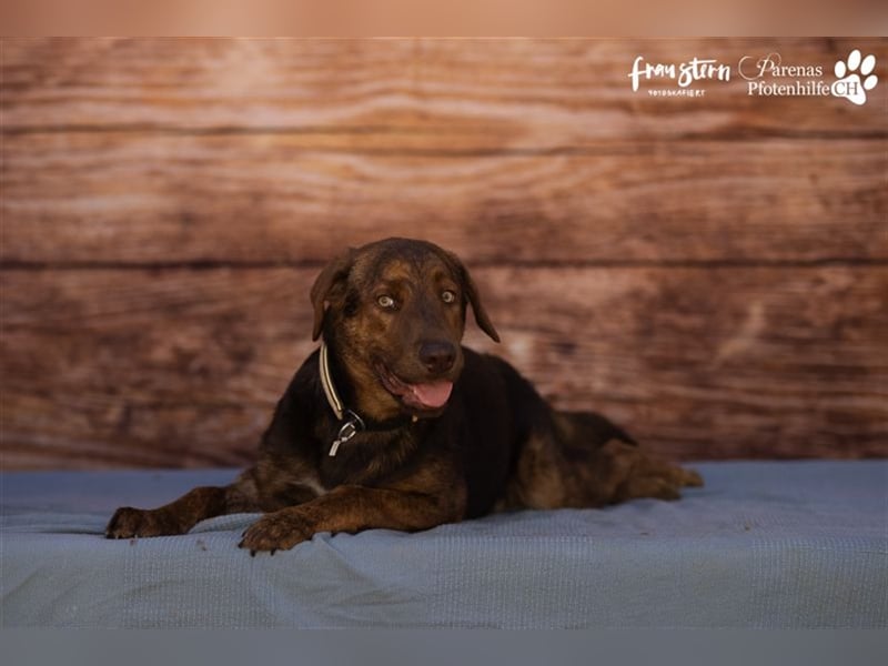 Carlitos ist ein rundum fröhlicher und ausgeglichener Labradormischling ( Handicap)
