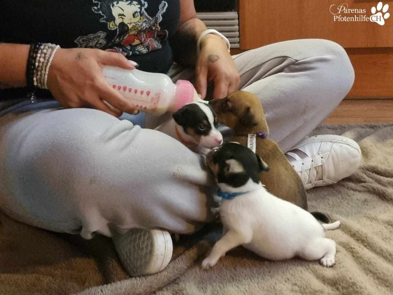 Wyatt darf behütet im Refugio heranwachsen