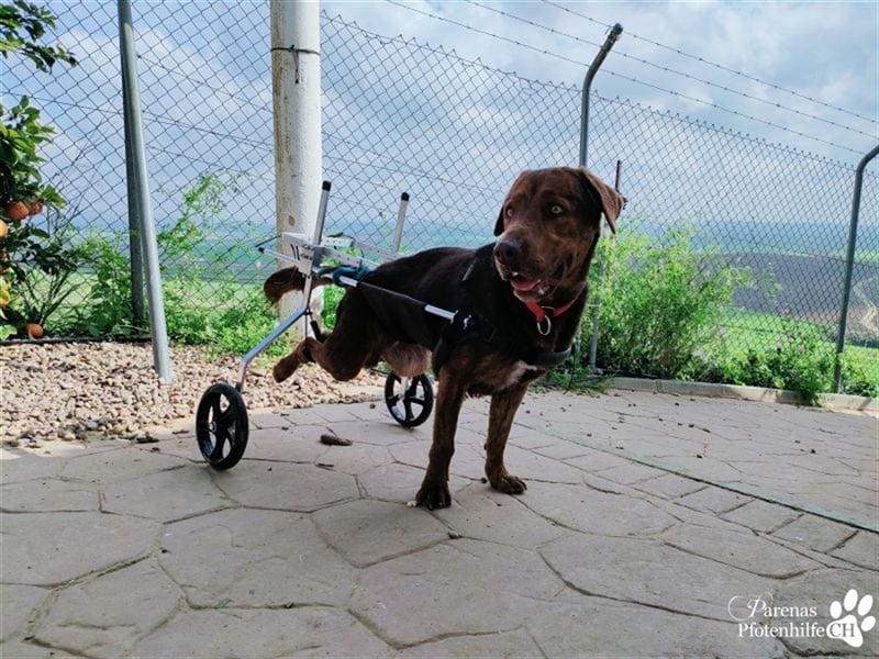 Carlitos ist ein rundum fröhlicher und ausgeglichener Labradormischling ( Handicap)