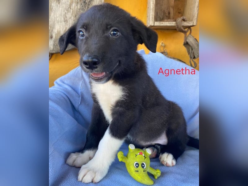 Border Collie Mischlings Welpen