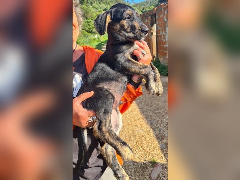 6 Hundebabys suchen ihr Glück