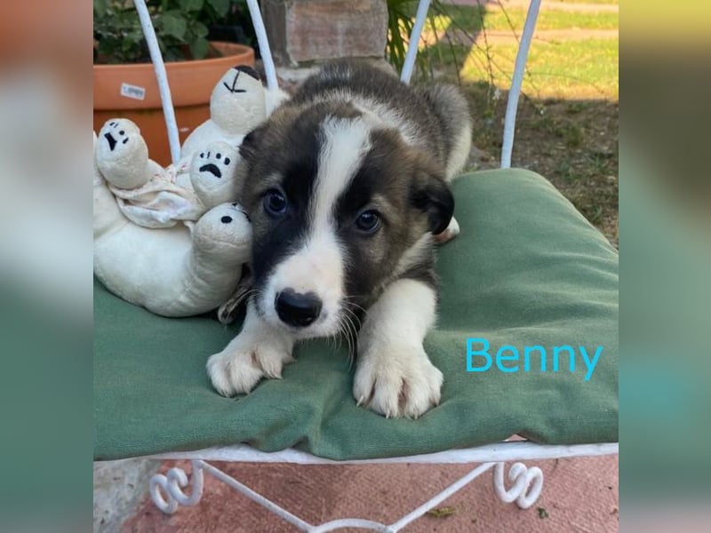 Border Collie Mischlings Welpen