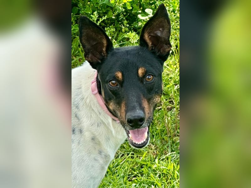 Verspielter Mowgli