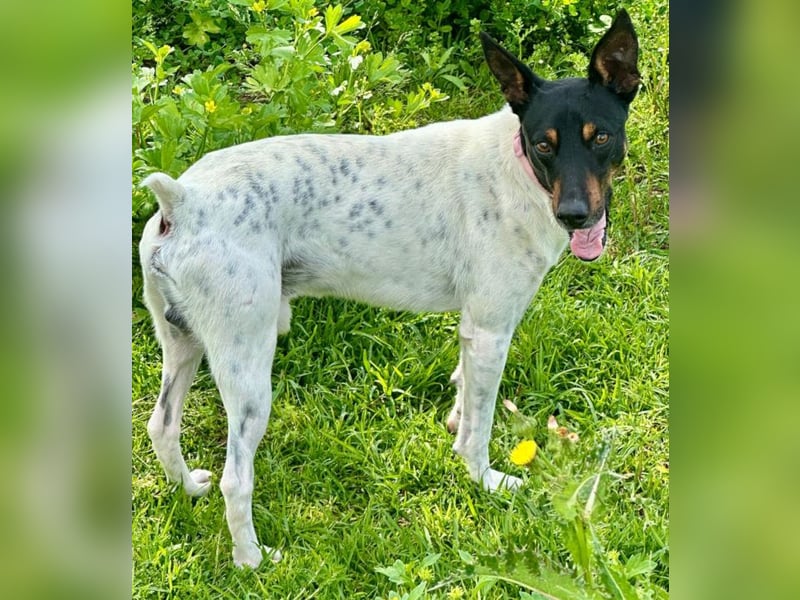 Verspielter Mowgli