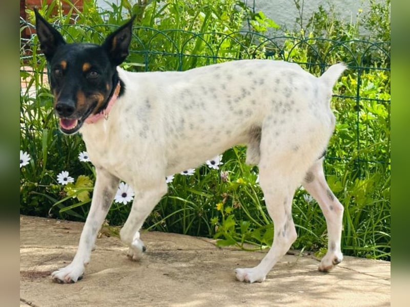 Verspielter Mowgli