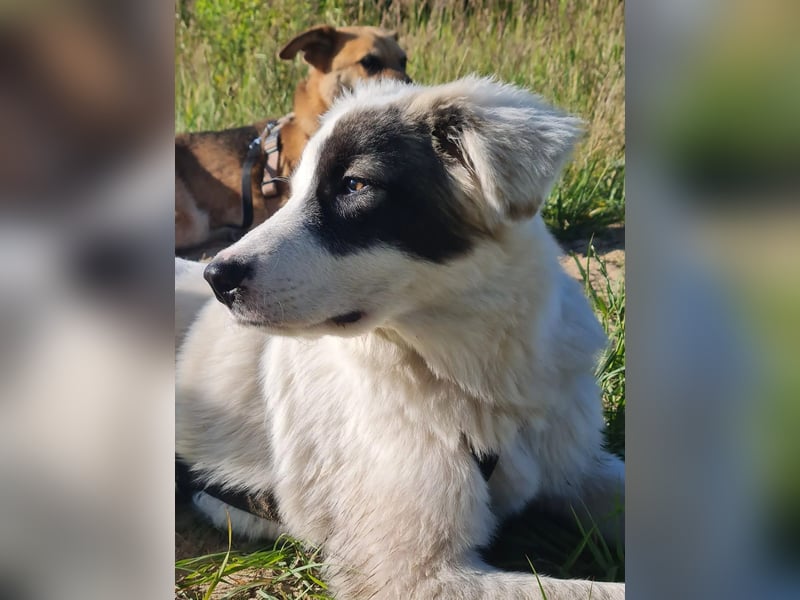 aufgeweckter IKARUS sucht sein Für-Immer-Körbchen
