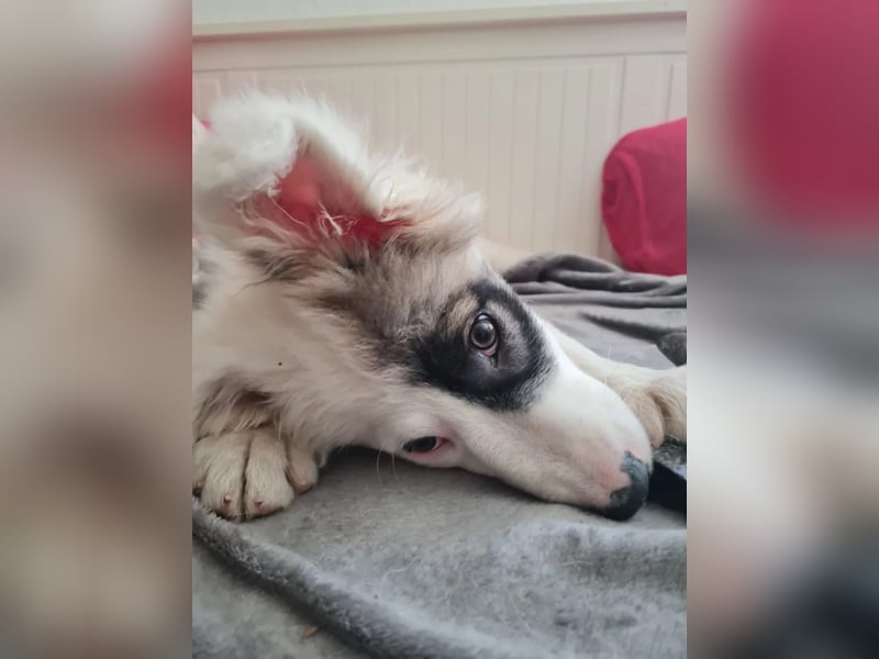 aufgeweckter IKARUS sucht sein Für-Immer-Körbchen