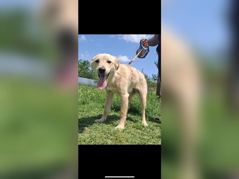 Cooper, bildschöner junger Rüde