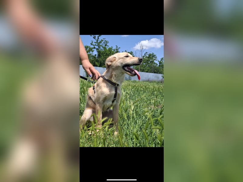 Cooper, bildschöner junger Rüde