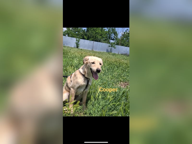 Cooper, bildschöner junger Rüde