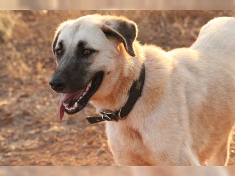 Bodhi, ein Engel auf 4 Beinen