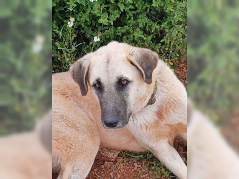Bodhi, ein Engel auf 4 Beinen