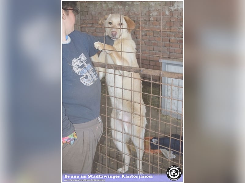 BRUNO, Angsthund, sucht erfahrene Menschen mit viel Liebe und Geduld