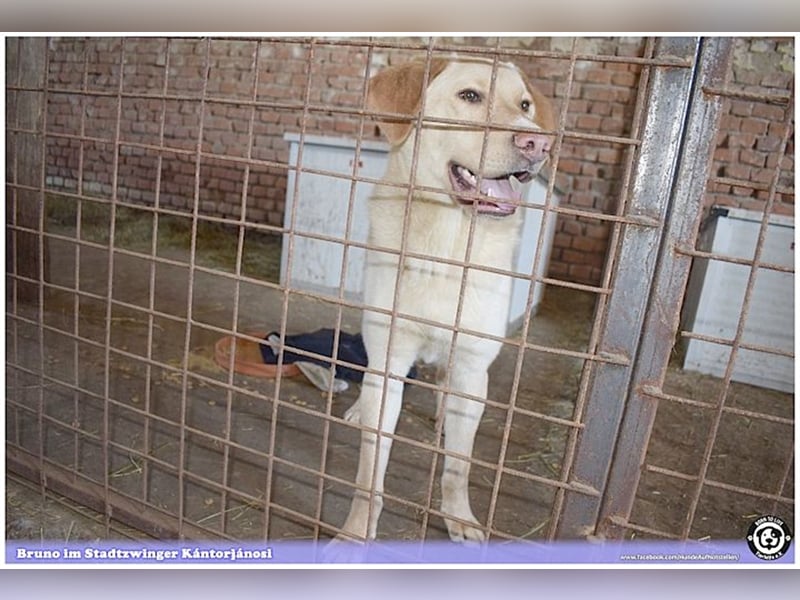 BRUNO, Angsthund, sucht erfahrene Menschen mit viel Liebe und Geduld